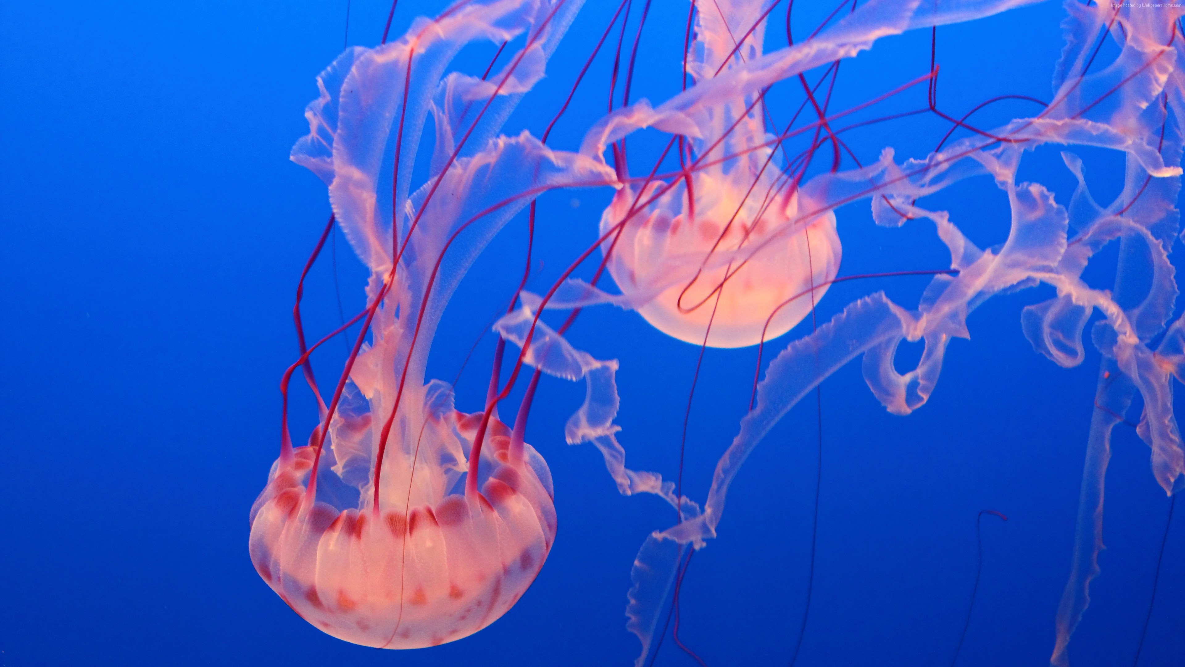 Wallpaper Pink Jellyfish, Monterey Bay Aquarium, diving, tourism, Travel